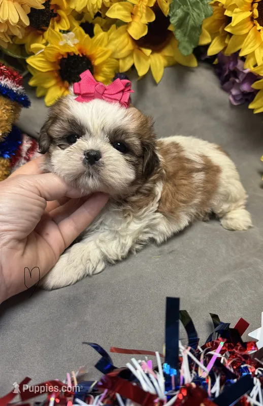 Isabella – Shih Tzu puppy for sale in Laurel, DE