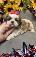 Isabella, a female Shih Tzu for sale in Laurel, DE – 1 of 3