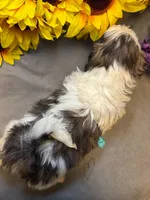 Rocky, a male Shih Tzu for sale in Laurel, DE – Photo 2 of 9