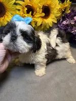 Rocky, a male Shih Tzu for sale in Laurel, DE – Photo 8 of 9