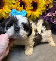 Rocky, a male Shih Tzu for sale in Laurel, DE – Photo 4 of 9