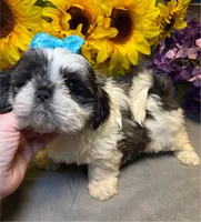 Rocky, a male Shih Tzu for sale in Laurel, DE – Photo 5 of 9