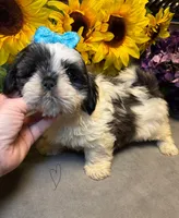 Rocky, a male Shih Tzu for sale in Laurel, DE – Photo 1 of 9