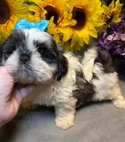 Rocky, a male Shih Tzu for sale in Laurel, DE – Photo 7 of 9