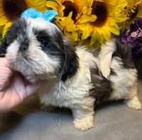 Rocky, a male Shih Tzu for sale in Laurel, DE – Photo 9 of 9