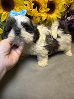 Rocky, a male Shih Tzu for sale in Laurel, DE – Photo 3 of 9