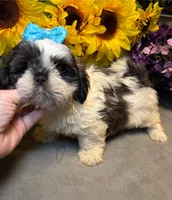 Rocky, a male Shih Tzu for sale in Laurel, DE – Photo 6 of 9