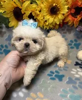 Flash, a male Shih Tzu for sale in Laurel, DE – 6 of 7