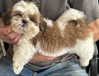 Charmer🍀, a male Shih Tzu for sale in Laurel, DE – 3 of 5