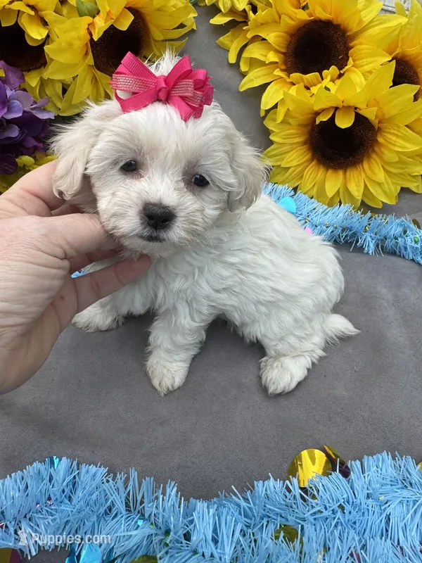 Popcorn 🍿 – Bichon Frise, Shih Tzu puppy for sale in Laurel, DE