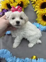 Popcorn 🍿, a female Bichon Frise and Shih Tzu for sale in Laurel, DE – Photo 3 of 6