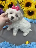 Popcorn 🍿, a female Bichon Frise and Shih Tzu for sale in Laurel, DE – Photo 5 of 6