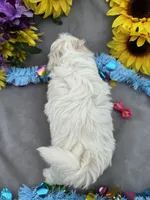 Popcorn 🍿, a female Bichon Frise and Shih Tzu for sale in Laurel, DE – Photo 6 of 6