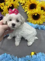 Popcorn 🍿, a female Bichon Frise and Shih Tzu for sale in Laurel, DE – Photo 4 of 6