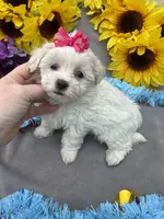 Popcorn 🍿, a female Bichon Frise and Shih Tzu for sale in Laurel, DE – Photo 2 of 6
