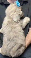 Pumpkin Spice, a male Shih Tzu for sale in Laurel, DE – 3 of 4