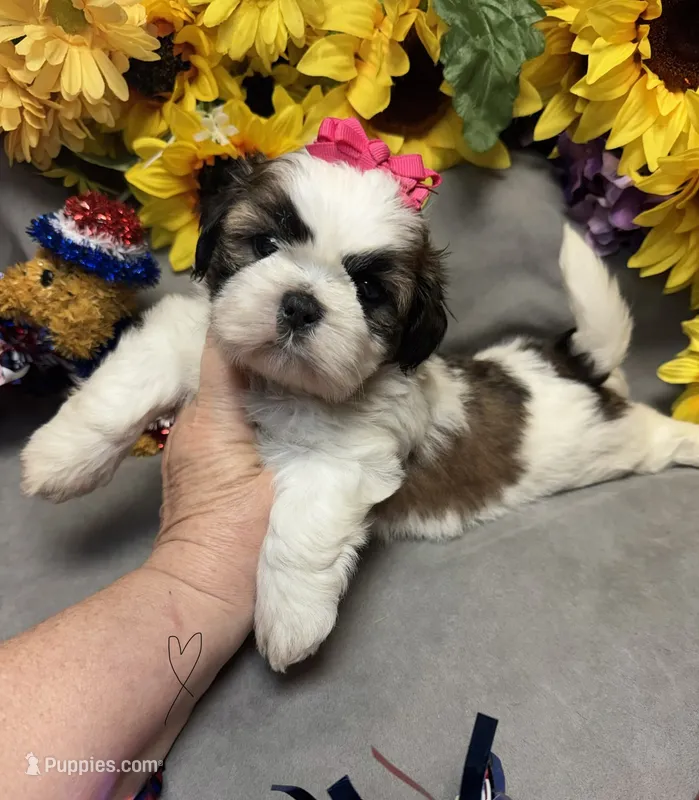 Sophie – Shih Tzu puppy for sale in Laurel, DE