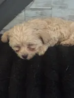 Nyla, a female Morkie for sale in Darby, PA – 2 of 7