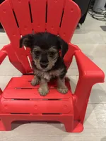 River, a male Maltese and Yorkshire Terrier for sale in Darby, PA – 7 of 10