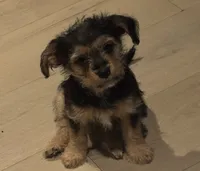River, a male Maltese and Yorkshire Terrier for sale in Darby, PA – 3 of 10