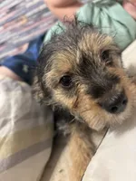 River, a male Maltese and Yorkshire Terrier for sale in Darby, PA – 9 of 10