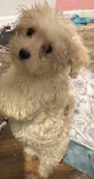 Nyla, a female Morkie for sale in Darby, PA – 5 of 5