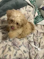Nyla, a female Morkie for sale in Darby, PA – 4 of 5