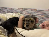 River, a male Maltese and Yorkshire Terrier for sale in Darby, PA – 5 of 10