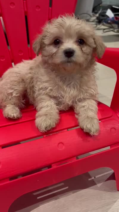 Nyla, a female Morkie for sale in Darby, PA – 7 of 7