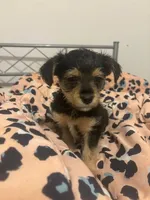 River, a male Maltese and Yorkshire Terrier for sale in Darby, PA – 1 of 10