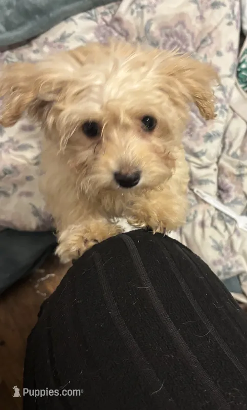 Nyla – Morkie puppy for sale in Darby, PA