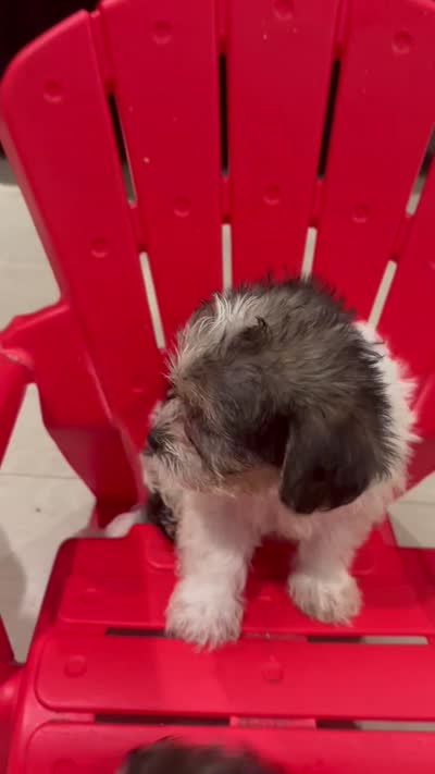 River, a male Maltese and Yorkshire Terrier for sale in Darby, PA – 10 of 10
