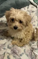 Nyla, a female Morkie for sale in Darby, PA – 2 of 5