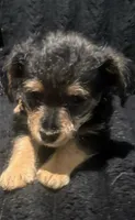 River, a male Maltese and Yorkshire Terrier for sale in Darby, PA – 8 of 10