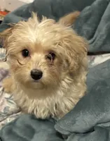 Nyla, a female Morkie for sale in Darby, PA – 3 of 5