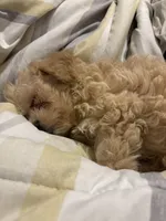 Nyla, a female Morkie for sale in Darby, PA – 6 of 7