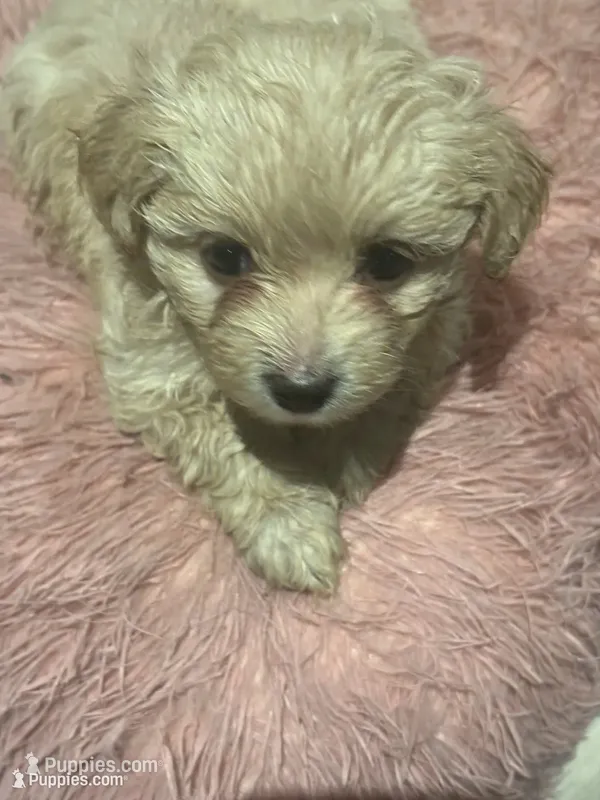 Nyla – Morkie puppy for sale in Darby, PA