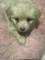 Nyla, a female Morkie for sale in Darby, PA – 5 of 7