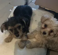 Nyla, a female Morkie for sale in Darby, PA – 4 of 7