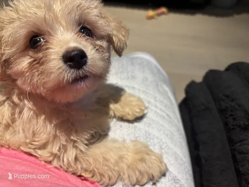 Nyla – Morkie puppy for sale in Darby, PA