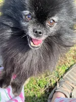 Cole, a male Pomeranian for sale in Graham, NC – Photo 1 of 4