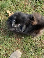 Cole, a male Pomeranian for sale in Graham, NC – Photo 3 of 4