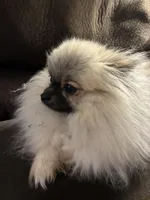 Cookie, a female Pomeranian for sale in Graham, NC – Photo 1 of 6