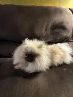 Cookie, a female Pomeranian for sale in Graham, NC – Photo 6 of 6