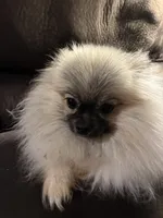 Cookie, a female Pomeranian for sale in Graham, NC – Photo 2 of 6