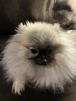 Cookie, a female Pomeranian for sale in Graham, NC – Photo 3 of 6