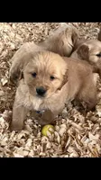 Meeko, a female Golden Retriever for sale in Newark, OH – Photo 2 of 2