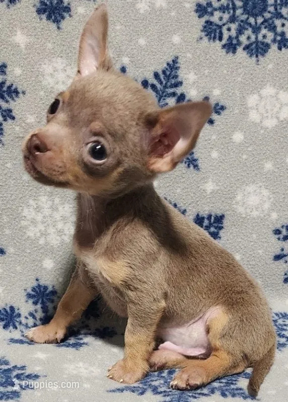 Sebastian – Chihuahua puppy for sale in Deltona, FL