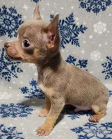 Sebastian, a male Chihuahua for sale in Deltona, FL – 3 of 10