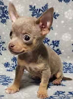 Sebastian, a male Chihuahua for sale in Deltona, FL – 9 of 10